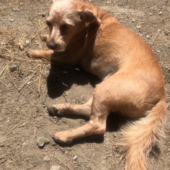 Meet your Posher, Siddartha - Picture 1 of 1